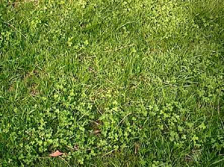 Close-up of clover in food plot.